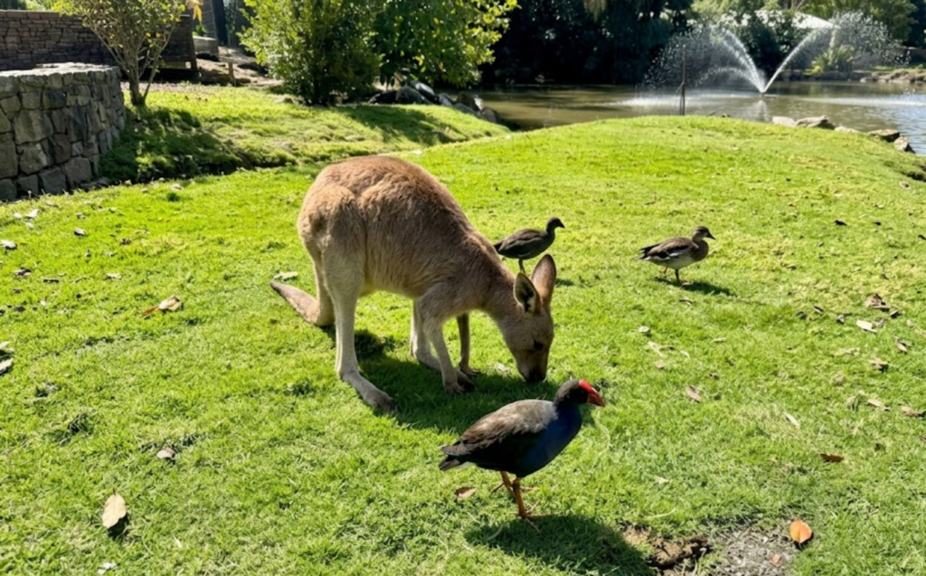 wildlife habitat port douglas fgdfgf