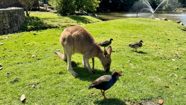 wildlife habitat port douglas fgdfgf