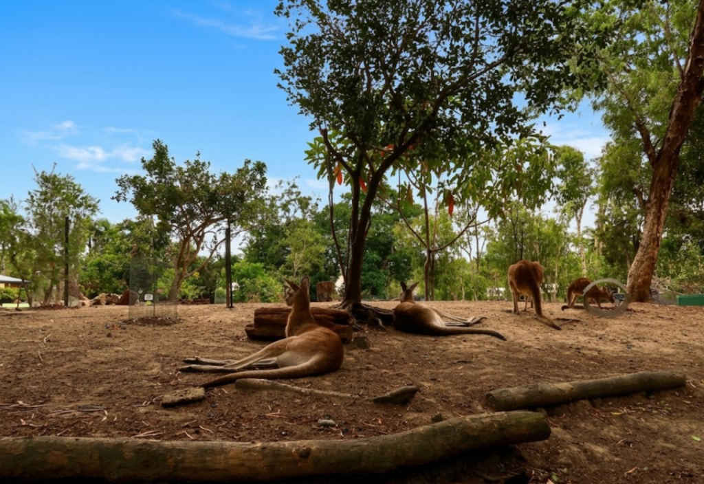 wildlife habitat port douglas fgdfgf vdvsdv vdvsd