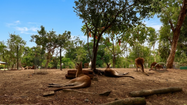wildlife habitat port douglas fgdfgf vdvsdv vdvsd